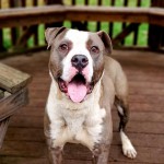 Cmpd Animal Care And Control Pet Adoption Lawrence