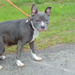 Cmpd Animal Care And Control Pet Adoption Lionette