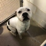 Cmpd Animal Care And Control Pet Adoption Loso