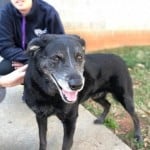 Cmpd Animal Care And Control Pet Adoption Magic
