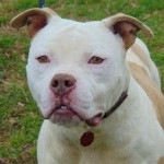 Cmpd Animal Care And Control Pet Adoption Malik