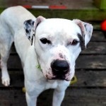 Cmpd Animal Care And Control Pet Adoption Matteo