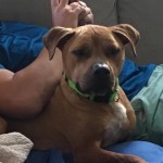 Cmpd Animal Care And Control Pet Adoption Matty