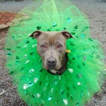 Cmpd Animal Care And Control Pet Adoption Maura