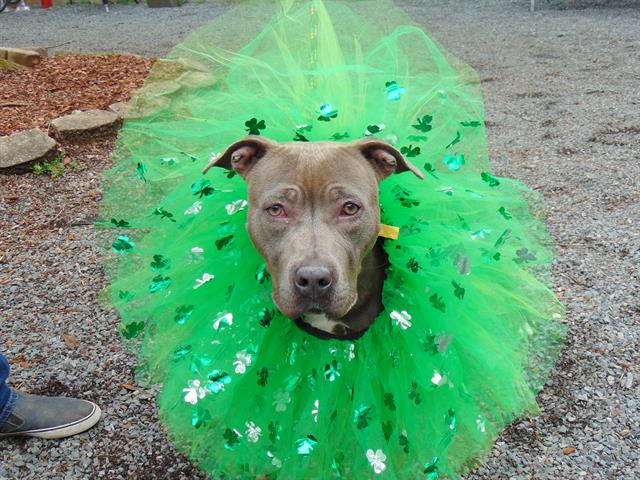 Cmpd Animal Care And Control Pet Adoption Maura