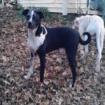 Cmpd Animal Care And Control Pet Adoption Max