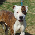 Cmpd Animal Care And Control Pet Adoption Maxx