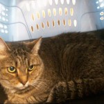 Cmpd Animal Care And Control Pet Adoption Mia