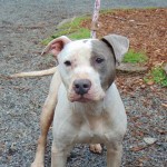 Cmpd Animal Care And Control Pet Adoption Neo