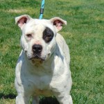 Cmpd Animal Care And Control Pet Adoption Niko