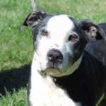 Cmpd Animal Care And Control Pet Adoption Oreo