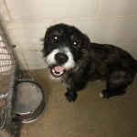Cmpd Animal Care And Control Pet Adoption Otto
