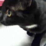 Cmpd Animal Care And Control Pet Adoption Paris