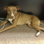 Cmpd Animal Care And Control Pet Adoption Penny