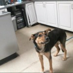 Cmpd Animal Care And Control Pet Adoption Rainey