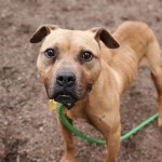 Cmpd Animal Care And Control Pet Adoption Ralph