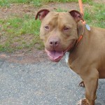 Cmpd Animal Care And Control Pet Adoption Rose
