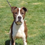 Cmpd Animal Care And Control Pet Adoption Rue