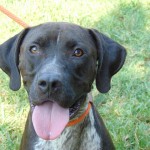 Cmpd Animal Care And Control Pet Adoption Sam Max