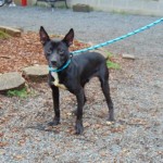 Cmpd Animal Care And Control Pet Adoption Sampson