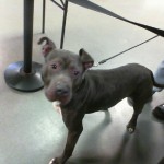 Cmpd Animal Care And Control Pet Adoption Santana