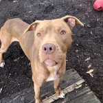 Cmpd Animal Care And Control Pet Adoption Sparky