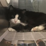 Cmpd Animal Care And Control Pet Adoption Sylvester