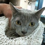 Cmpd Animal Care And Control Pet Adoption Tabitha