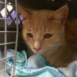 Cmpd Animal Care And Control Pet Adoption Thunder