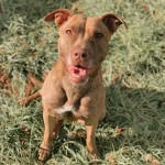 Cmpd Animal Care And Control Pet Adoption Tulip