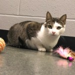 Cmpd Animal Care And Control Pet Adoption Twinkle