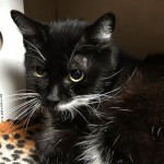 Cmpd Animal Care And Control Pet Adoption Velcro