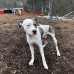 Cmpd Animal Care And Control Pet Adoption Wheeler