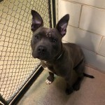 Cmpd Animal Care And Control Pet Adoption Willie