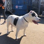 Cmpd Animal Care And Control Pet Adoption Xena