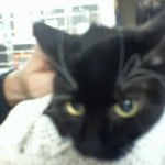 Romeo
