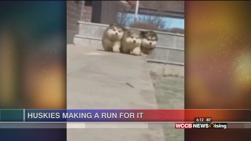 Viral Videos: Family Honors Mom And Huskies Running