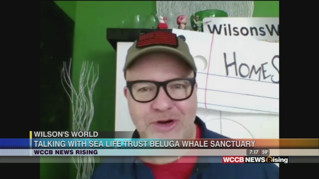 Wilson's World: Visiting Sea Life Trust Beluga Whale Sanctuary In Iceland And Morris Jenkins Giving Parents A Break