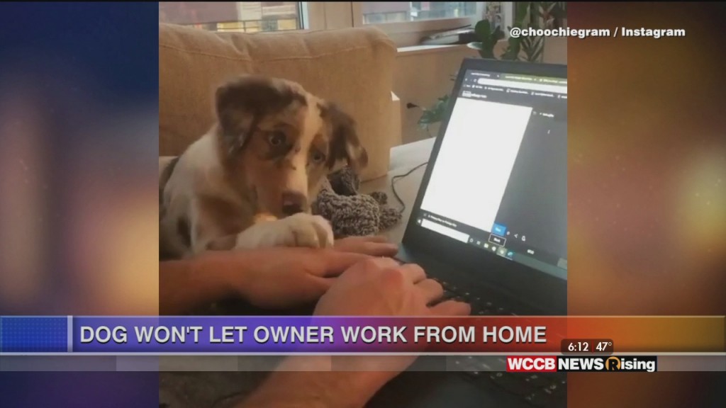 Viral Videos: Kid Golfer, Working From Home & Quarantine Obstacle Course