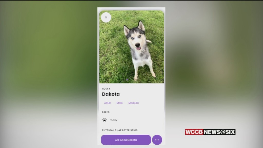 Charlotte Resident Creates Pet Finder App