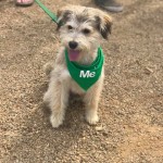 Adoptme.scdr.image