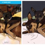 Created By Erin Dog's Names Lucy And Taco