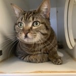 Pets Available At Humane Society Bruno