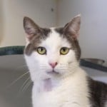 Pets Available At Humane Society Five