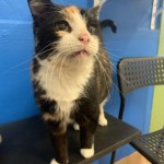 Pets Available At Humane Society Jj