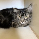 Pets Available At Humane Society Pepper