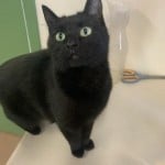 Pets Available At Humane Society Swinney