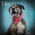 Pets Available At Humane Society T Rex