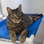 Pets Available At Humane Society Willie