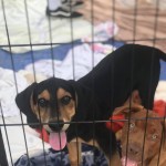 Preciouspuppies